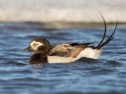 Attēlu rezultāti vaicājumam “Clangula hyemalis”