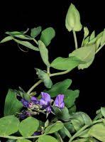 Attēlu rezultāti vaicājumam “Lathyrus japonicus subsp. maritimus fruit”