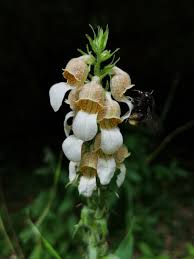 Image result for Digitalis lanata