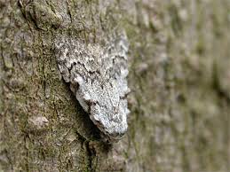 Attēlu rezultāti vaicājumam “Nola confusalis”