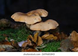 Attēlu rezultāti vaicājumam “Lepista sp.”