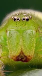 Attēlu rezultāti vaicājumam “Micrommata virescens”