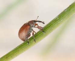 Attēlu rezultāti vaicājumam “Anthonomus phyllocola”