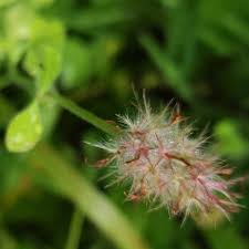 Image result for Trifolium incarnatum