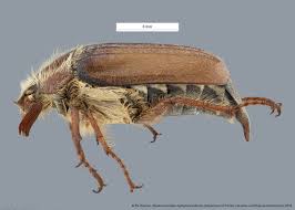 Attēlu rezultāti vaicājumam “Melolontha hippocastani”