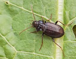 Attēlu rezultāti vaicājumam “Nebria brevicollis”