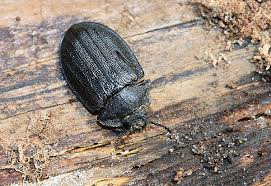 Attēlu rezultāti vaicājumam “Peltis grossa”