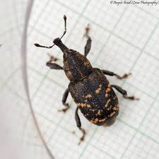 Attēlu rezultāti vaicājumam “Hylobius abietis”