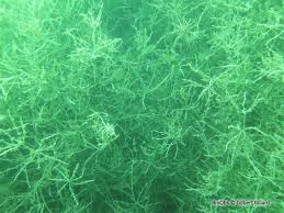 Attēlu rezultāti vaicājumam “Chara tomentosa”