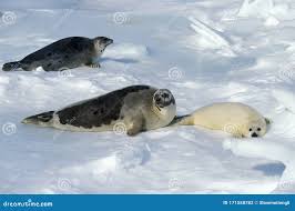 Image result for Pagophilus groenlandicus