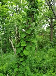 Attēlu rezultāti vaicājumam “Celastrus flagellaris”