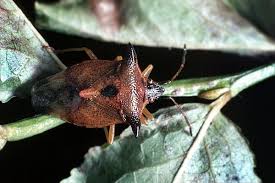 Attēlu rezultāti vaicājumam “Elasmucha ferrugata”
