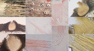 Attēlu rezultāti vaicājumam “Stictis”