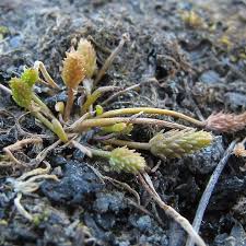 Attēlu rezultāti vaicājumam “Myosurus minimus flower”