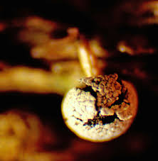 Attēlu rezultāti vaicājumam “Physarum murinum stalked”