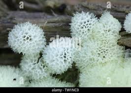 Attēlu rezultāti vaicājumam “Ceratiomyxa fruticulosa young”