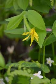 Attēlu rezultāti vaicājumam “Uvularia grandiflora”