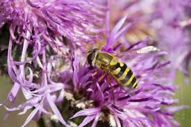 Attēlu rezultāti vaicājumam “Syrphus sp. imago”