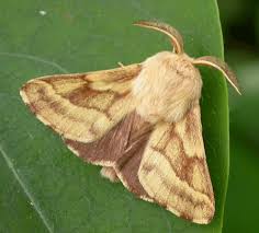 Attēlu rezultāti vaicājumam “Malacosoma castrensis”