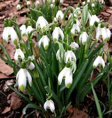 Attēlu rezultāti vaicājumam “Galanthus nivalis leaf”