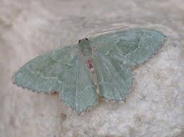 Attēlu rezultāti vaicājumam “Hemithea aestivaria”