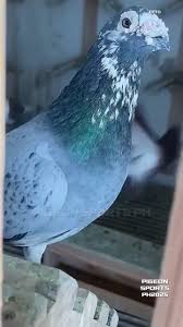 Image result for Meridian Racing Pigeon Lofts