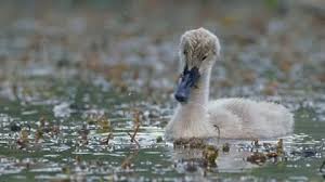 Attēlu rezultāti vaicājumam “Cygnus olor juvenile”