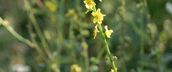Attēlu rezultāti vaicājumam “Agrimonia eupatoria flower”