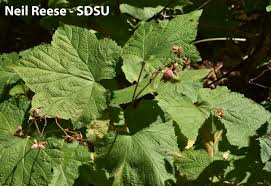 Attēlu rezultāti vaicājumam “Rubus parviflorus leaf”