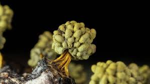 Attēlu rezultāti vaicājumam “Physarum gravidum macro”