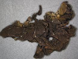 Attēlu rezultāti vaicājumam “Collema flaccidum”