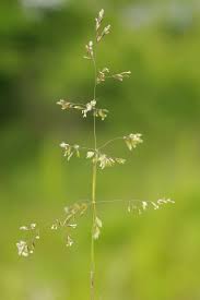 Attēlu rezultāti vaicājumam “Poa trivialis”