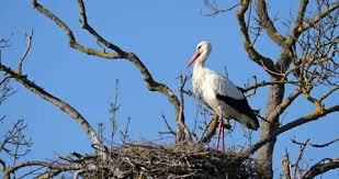 Attēlu rezultāti vaicājumam “Ciconia ciconia adult”