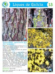 Attēlu rezultāti vaicājumam “Chrysothrix candelaris”