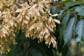 Attēlu rezultāti vaicājumam “Fraxinus excelsior fruit”