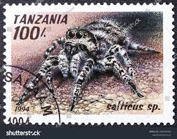 Attēlu rezultāti vaicājumam “Salticus sp.”