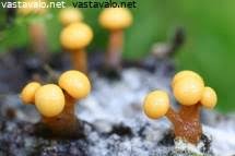 Attēlu rezultāti vaicājumam “Fuligo luteonitens macro”