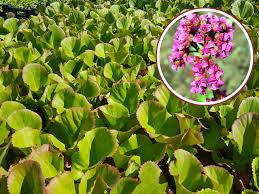 Image result for Bergenie