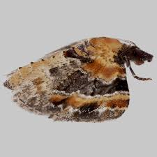 Attēlu rezultāti vaicājumam “Eupithecia linariata”