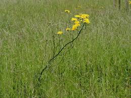 Attēlu rezultāti vaicājumam “Crepis biennis”