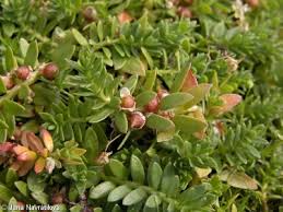 Attēlu rezultāti vaicājumam “Glaux maritima leaf”