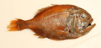 Image result for Coregonus albula