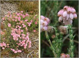 Attēlu rezultāti vaicājumam “Erica tetralix leaf”