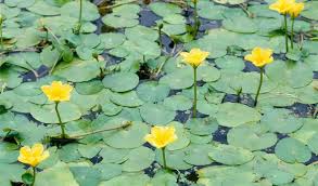 Image result for Seekanne