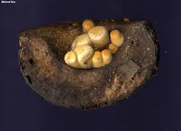 Attēlu rezultāti vaicājumam “Crucibulum laeve”