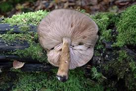 Attēlu rezultāti vaicājumam “Pluteus umbrosus”