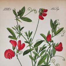 Attēlu rezultāti vaicājumam “Lathyrus tuberosus flower”