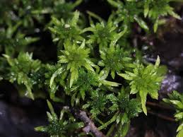 Attēlu rezultāti vaicājumam “Sphagnum fimbriatum”