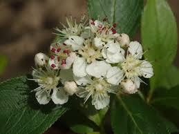 Attēlu rezultāti vaicājumam “Aronia melanocarpa flower”