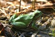 Attēlu rezultāti vaicājumam “Hyla arborea adult”